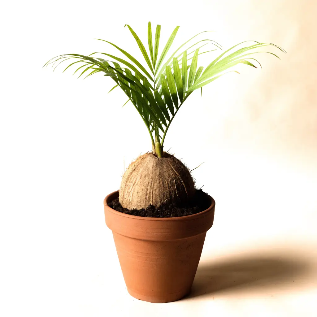 Coconut palm sapling