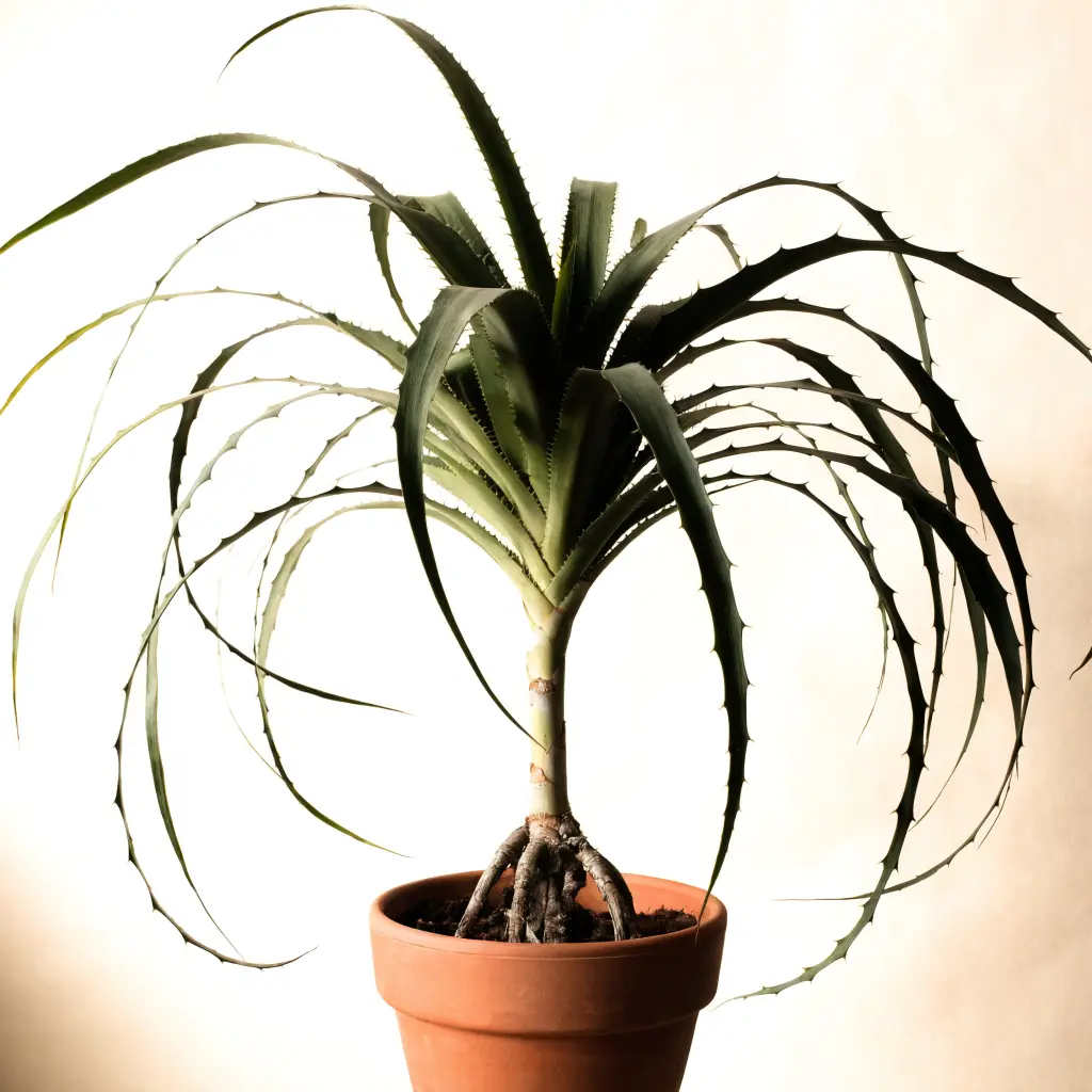 Screwpine sapling